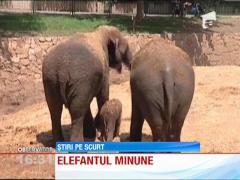 Un pui de elefant asiatic, noua vedeta a unei gradini zoologice din Israel