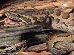 Un piton a ucis doi copii, in timp ce dormeau, in Canada