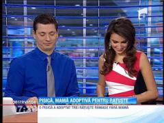 Pisica, mama adoptiva pentru ratuste