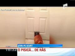 Celebrul motan Garfield are un frate in viata reala