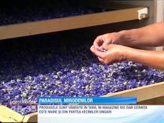 O familie din Olanda a creat un adevarat paradis cu mirodenii si plante medicinale, in Transilvania