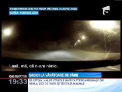 Cateva grupuri de tineri din Braila strivesc fara mila maidanezi sub rotile masinii