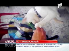 OBSERVATOR SPECIAL! Fa-ti animalul vedeta! O pisica mananca un castravete