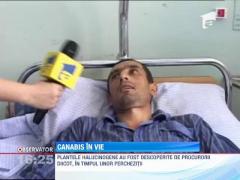 In Ialomita, cannabisul creste in curte