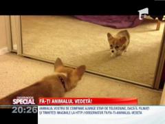 OBSERVATOR SPECIAL! Fa-ti animalul vedeta!