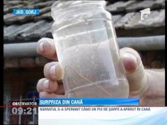 Gorj: Un barbat a gasit un pui de sarpe in timp ce turna apa intr-o cana