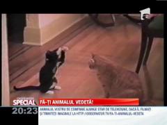 OBSERVATOR SPECIAL! Fa-ti animalul vedeta!