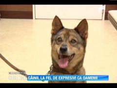 Cainii, la fel de expresivi ca oamenii