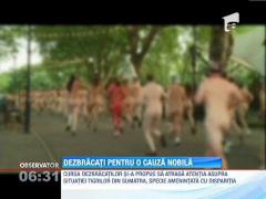 S-au dezbracat pentru salvarea tigrilor din Sumatra