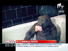 Gorila, cea mai jucausa primata