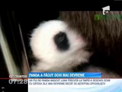 Gradina zoologica din Taipei are o noua vedeta! Un pui de panda nascut precoce