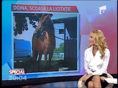 Cal de talhar, reeducat si scos la licitatie