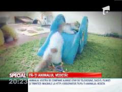 VIRAL! Trei pisoi rotofei pusi pe joaca