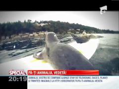 Animale feroce, la inceput de drum