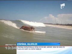 Un caine din Florida taie valurile cu o placa de surf, asemenea unui profesionist