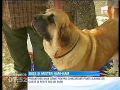 Concurs canin, la Oradea