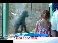 Un pui de gorila si o fetita au devenit cei mai buni prieteni