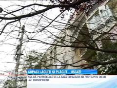 Copacii "lacuiti" din Capitala au inceput sa se usuce