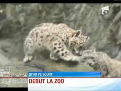 Un pui de leopard, cel mai popular locatar al Gradinii Zoologice din Boston