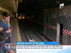 New York: Metrou blocat de doi pisoi