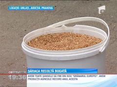 Avem productii record la hectar, insa agricultorii fluiera a paguba