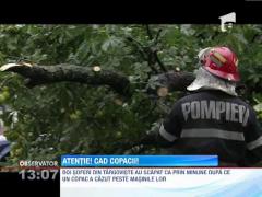 Targoviste: Doi soferi au scapat dupa ce un copac a cazut peste masinile lor