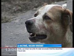 Legistii, ingroziti de cum a murit baiatul sfasiat de caini