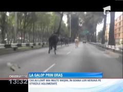 Caii politiei mexicane au luat-o la galop, pe strazile Capitalei