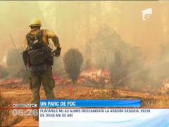 Incendiu devastator in Parcul National Yosemite din California