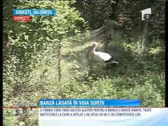 O barza ranita a fost lasata in voia sortii de catre autoritati