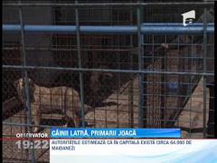 Maidanezul, un agent electoral perfect