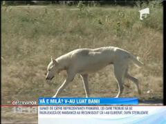 O femeie are 500 de caini, intr-o curte de la marginea Capitalei
