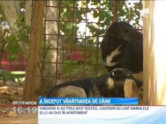 A inceput vanatoarea de maidanezi