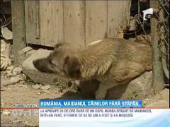 Romania, maidanul cainilor fara stapan