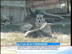 Disputa pe referendumul care va decide soarta maidanezilor