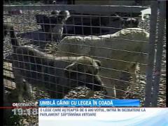 In mai multe orase din Romania, maidanezii au disparut de pe strazi