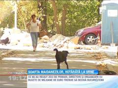 Bucurestenii vor vota soarta maidanezilor!