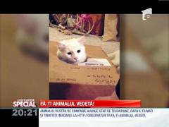 Fa-ti animalul vedeta!