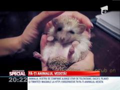 Fa-ti animalul vedeta!