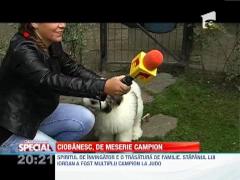 Observator Special! Ciobanescul mioritic, de meserie campion