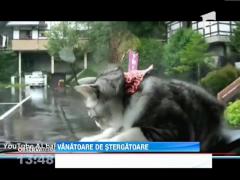 Pisica, la vanatoare de stergatoare