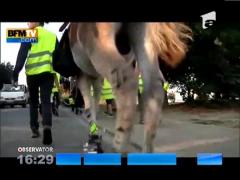 Copiii din Franta merg la gradinita cu magarusii