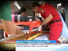 IMAGINI SOCANTE! Mutilat pe viata de o haita de caini