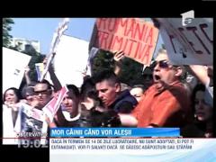 UPDATE! Legea eutanasierii cainilor fara stapan, adoptata