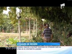 Chiorchini de struguri care au atins 65 de centimetri lungime