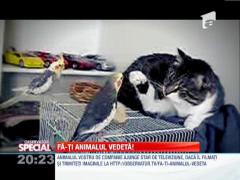 Fa-ti animalul vedeta!