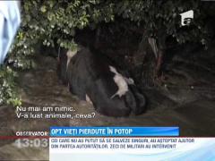 Update! Prapad in judetul Galati. Opt oameni au fost ucisi de viitura si 17 localitati, inundate