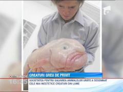 Cele mai urate animale din lume