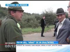 Pui de urs, "vanat" de un oras intreg