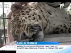 Un leopard se alinta mai ceva ca o pisica atunci cand ingrijitorul il mangaie